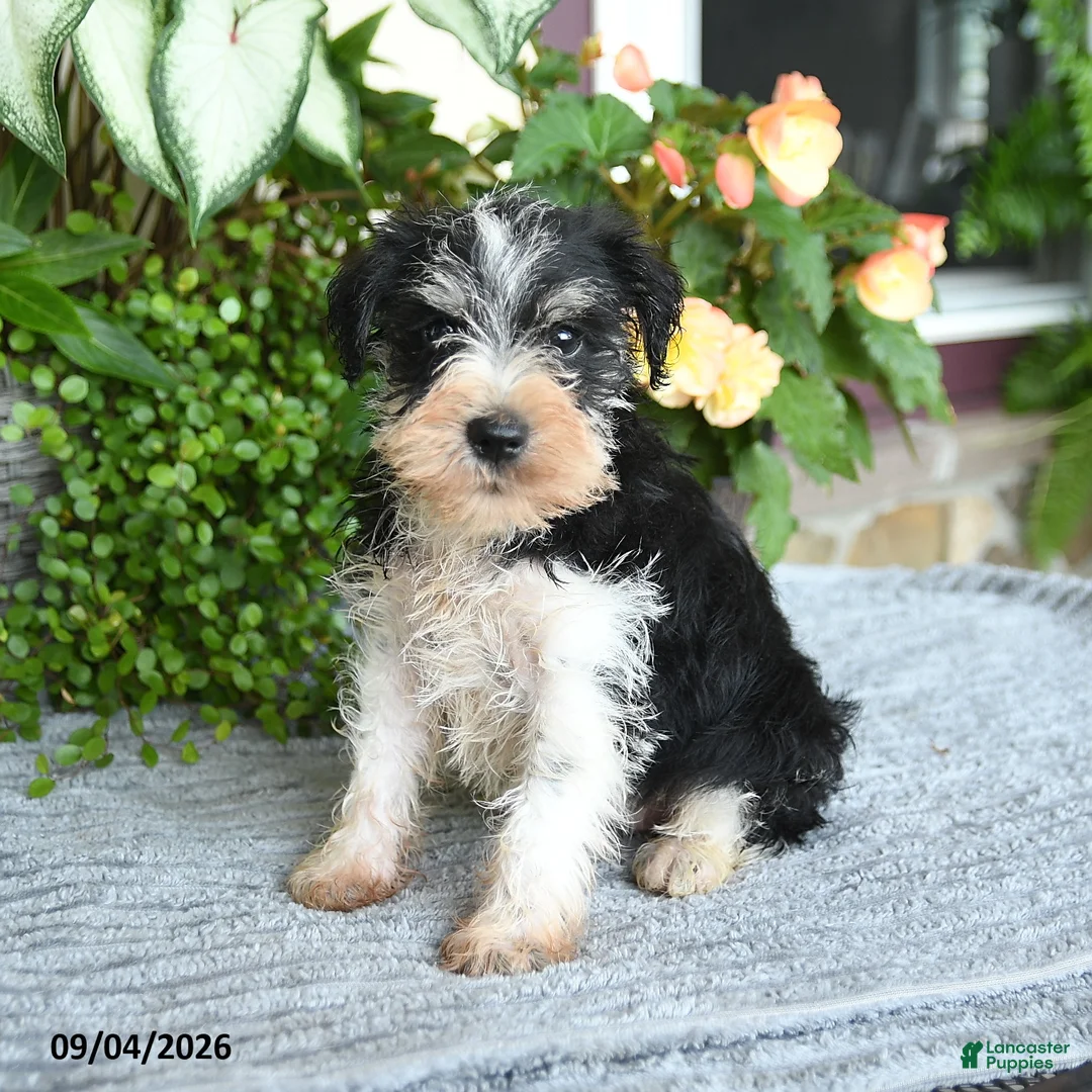 Miniature Schnauzer dogs for sale: Shane - Ad 2