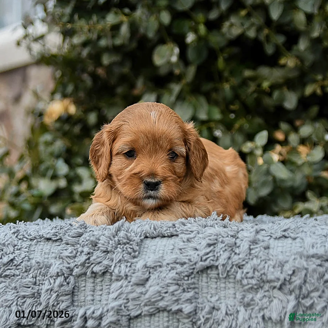 Cavapoo dogs for sale: Mighty - Ad 3