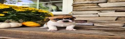 Rat Terrier dogs for sale: Lily - Ad 3