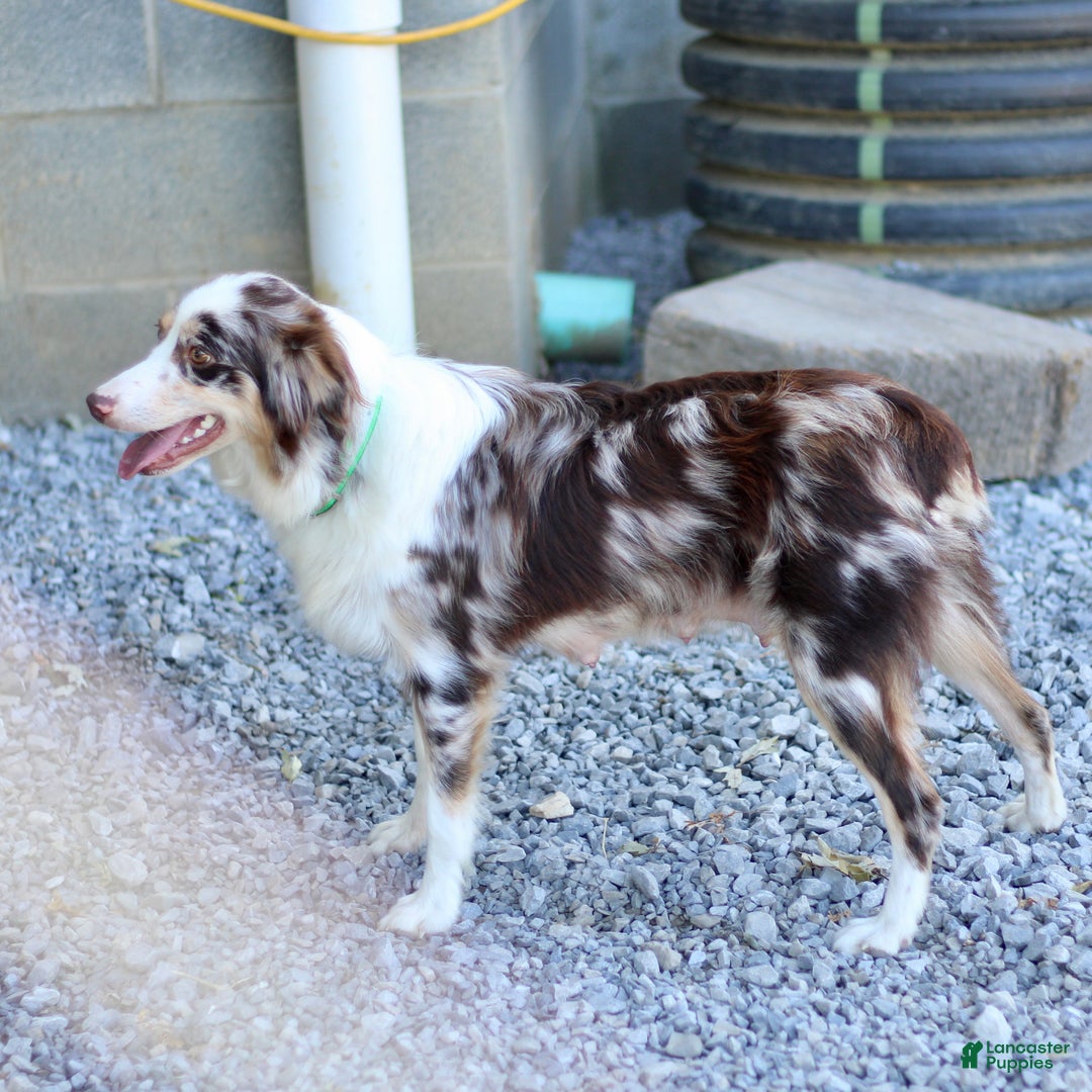 Miniature Australian Shepherd dogs for sale: Gerald - Ad 7