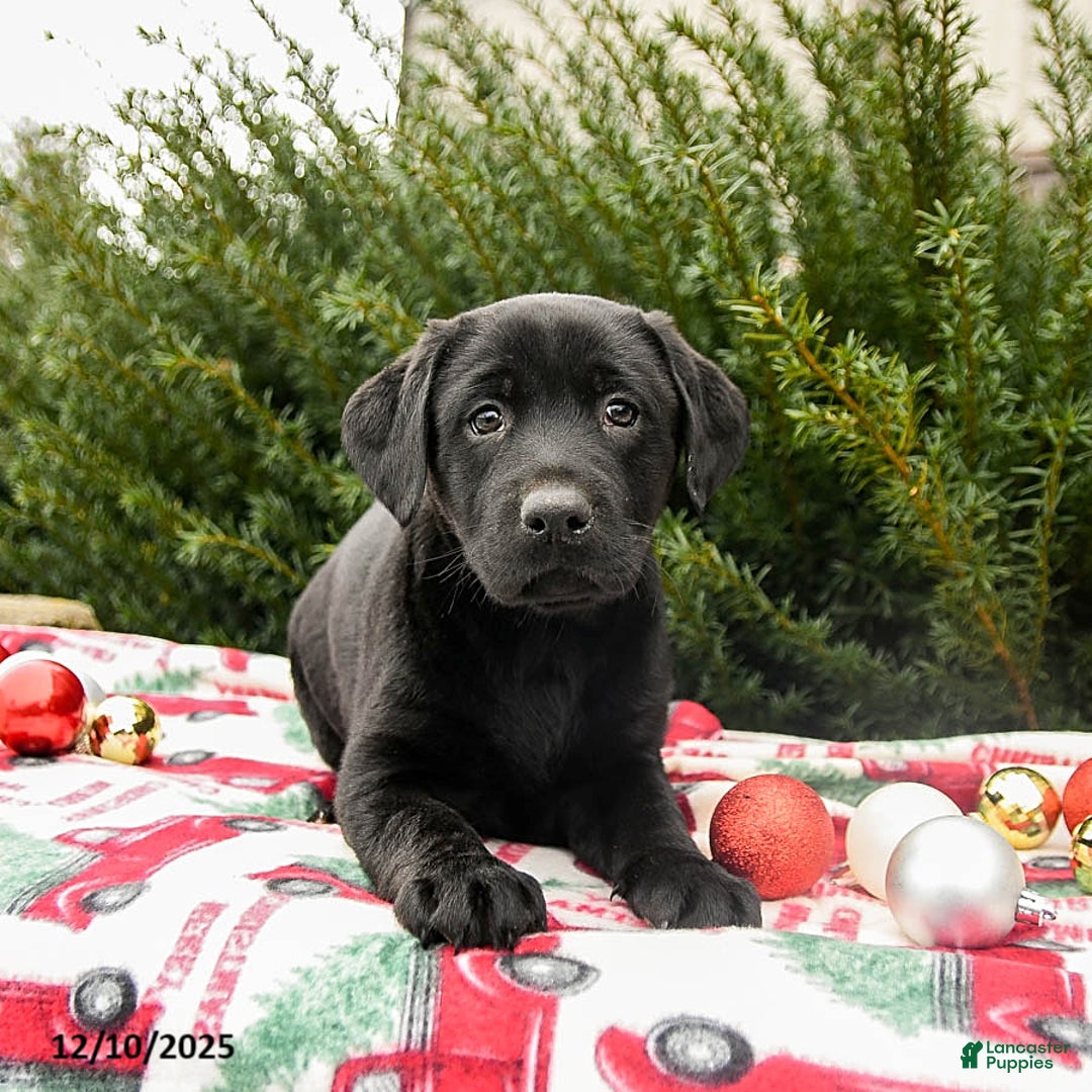 Labrador Retriever dogs for sale: Murphy - Ad 2