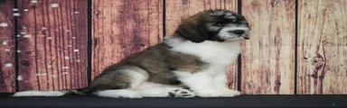 Saint Berdoodles Puppy 4