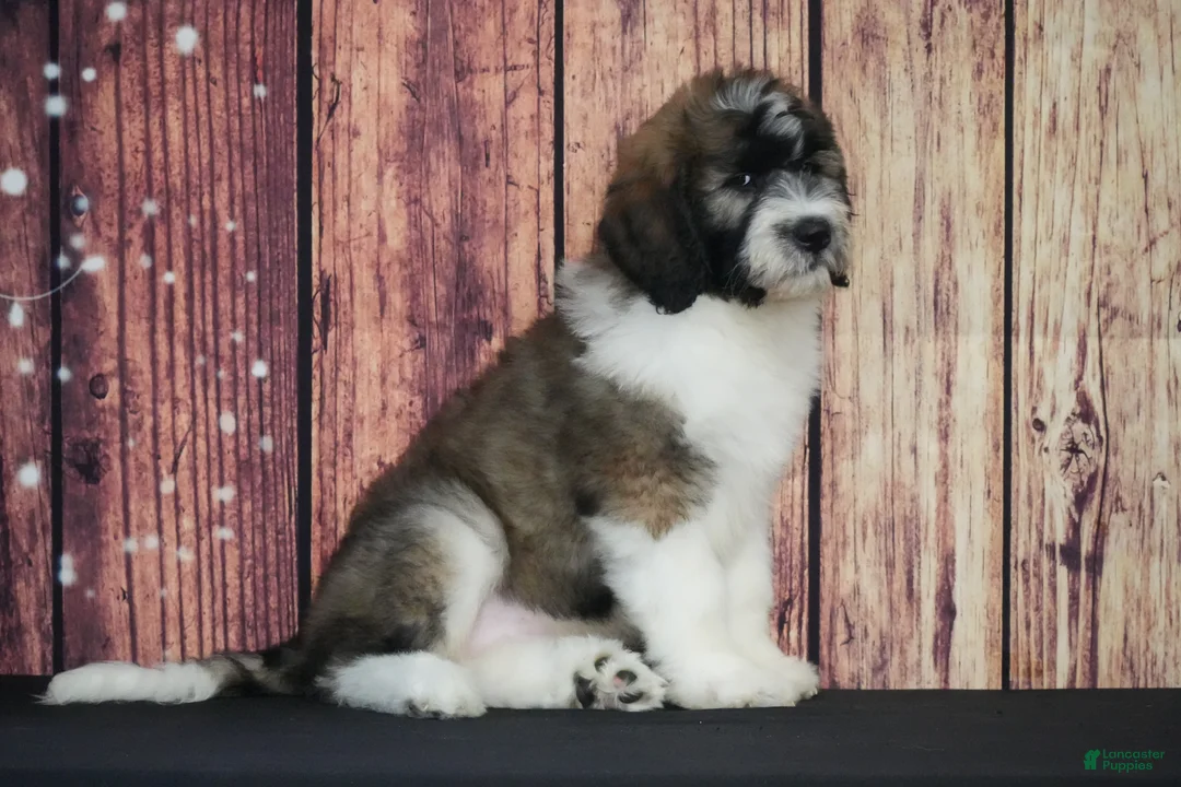 Saint Berdoodles dogs for sale: Saint Berdoodles Puppy 4 - Ad 1