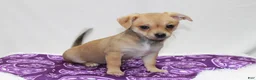 Chihuahua dogs for sale: Chihuahua 4 - Ad 5