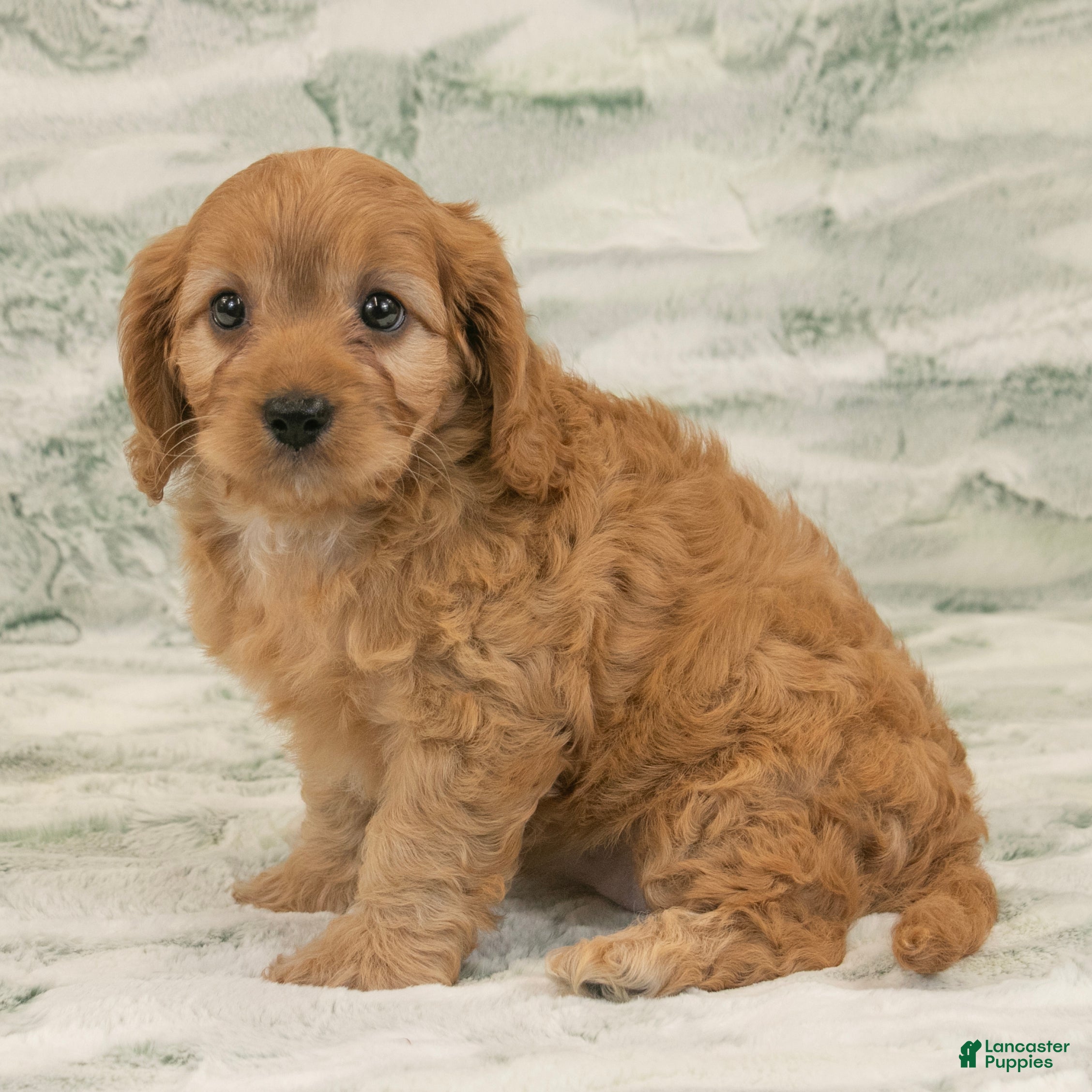 Cavapoo dogs Alice - Ad 1