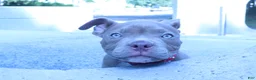 American Bully dogs for sale: Haze - Ad 7