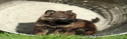German Shepherd dogs for sale: Fia German Shepherd  - Ad 4