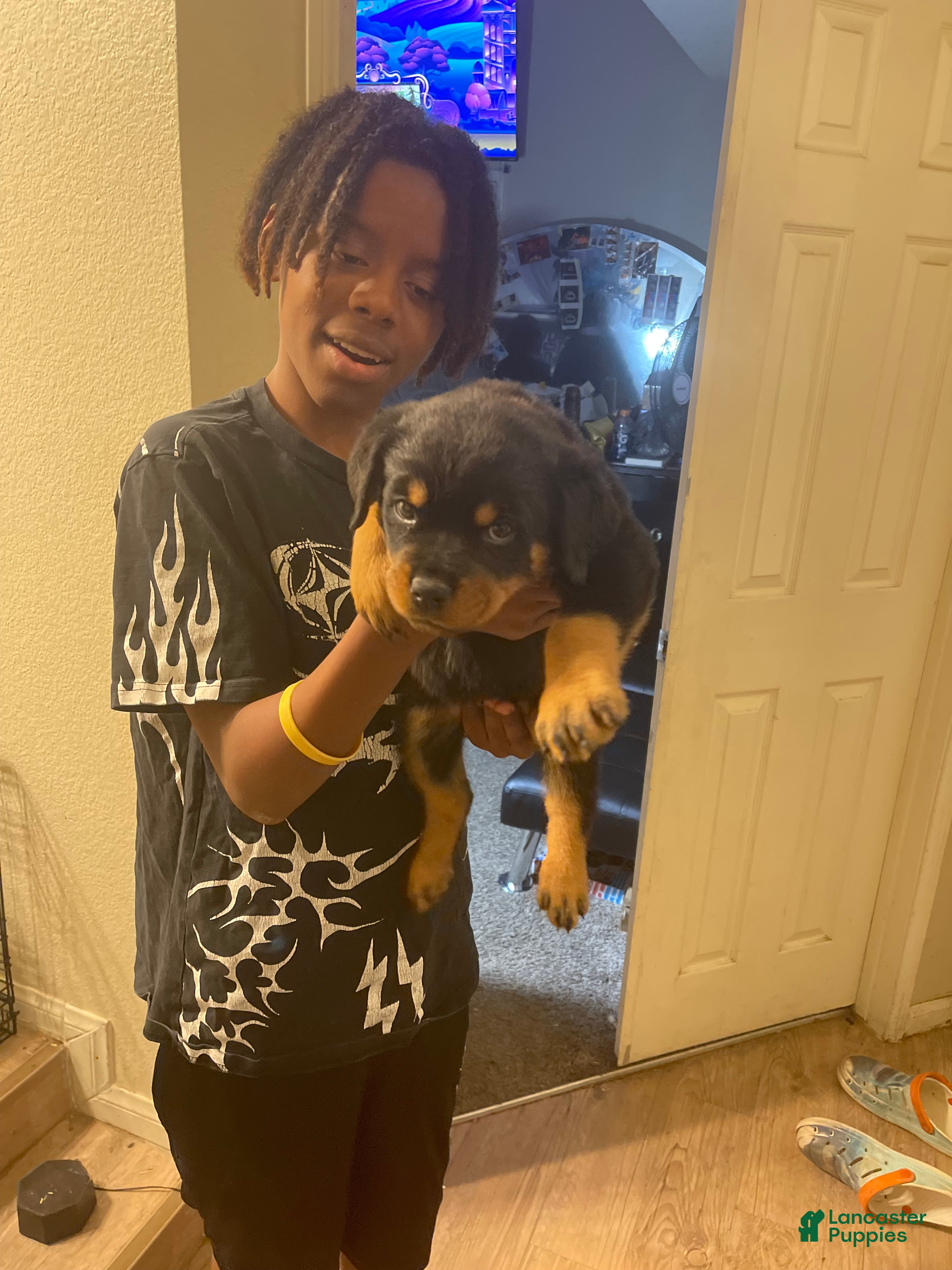 Rottweiler dogs Green Collar Female - Ad 1