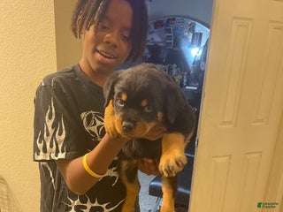 Rottweiler dogs Green Collar Female - Ad 1