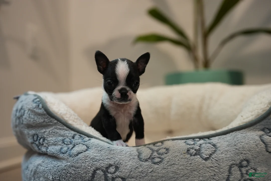 Boston Terrier dogs for sale: Raisin - Ad 1