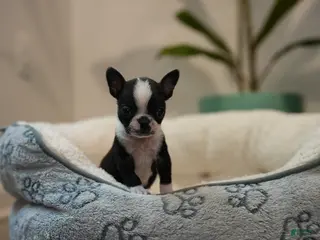 Boston Terrier dogs Raisin - Ad 6