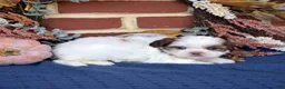 Shih Tzu dogs for sale: Twinkle - Ad 6