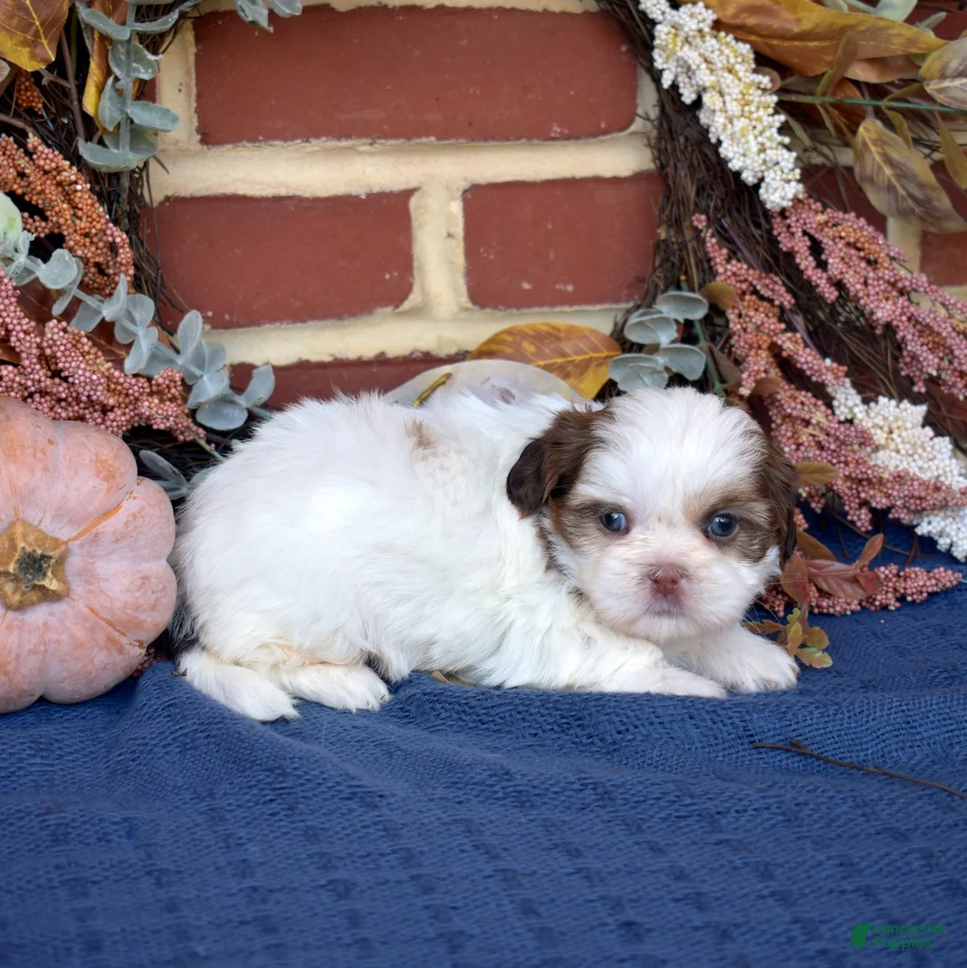 Shih Tzu dogs for sale: Twinkle - Ad 6