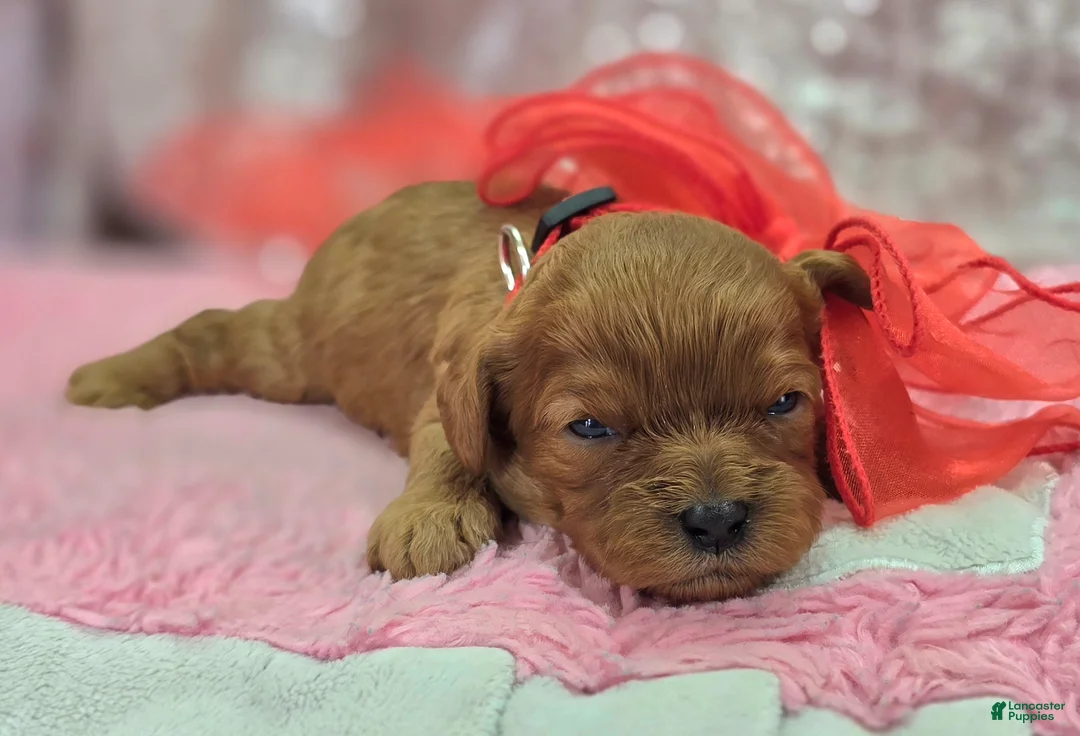 Cavapoo dogs for sale: Garnet - Ad 6