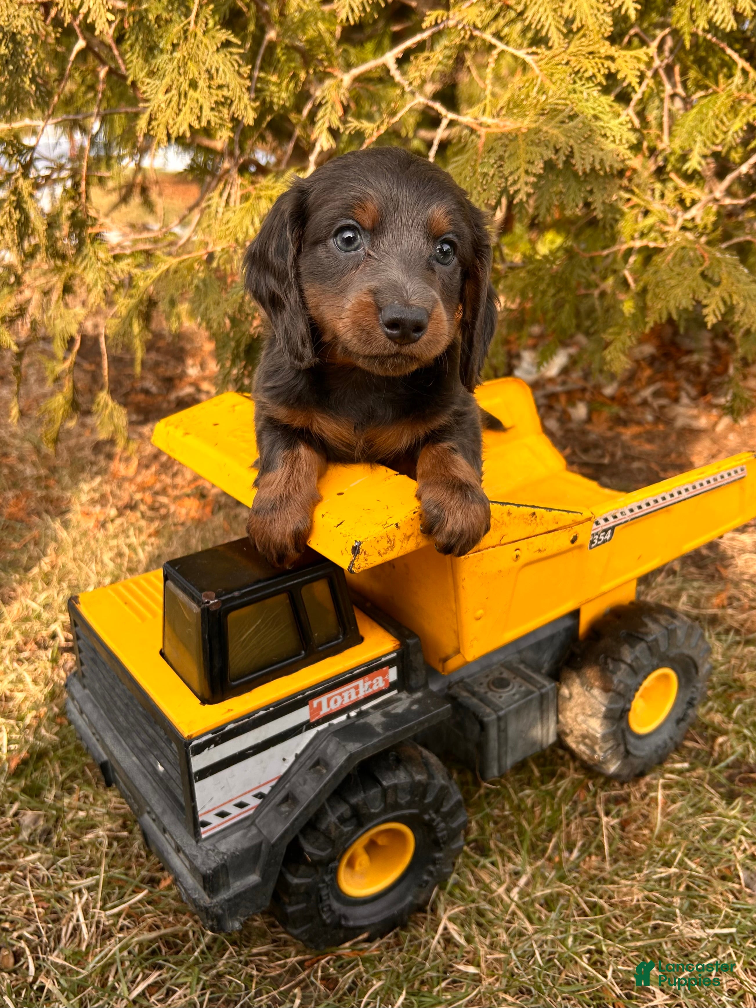 Dachshund dogs Cole - Ad 5