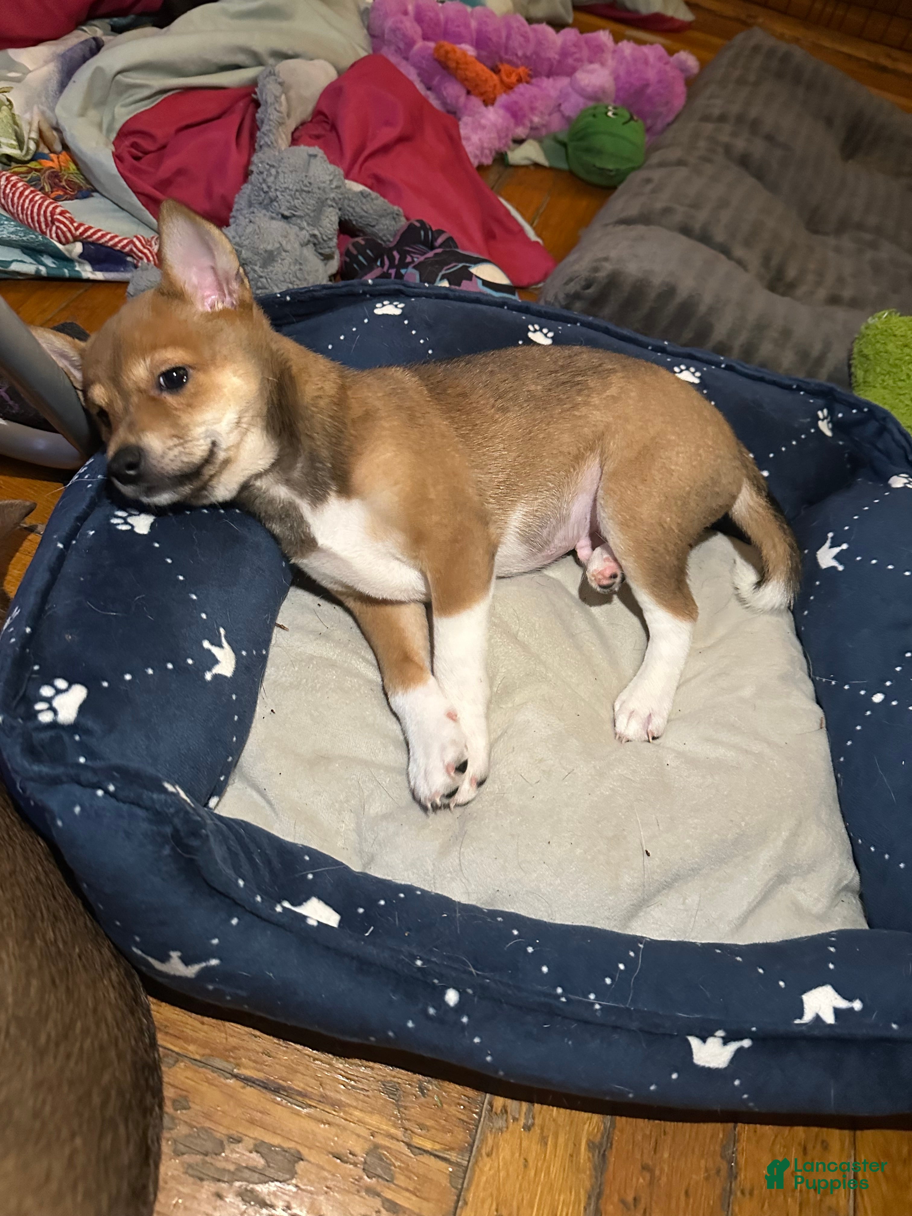 Mixed Breed dogs Toffee - Ad 36