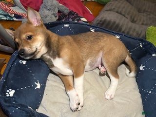 Mixed Breed dogs Toffee - Ad 3