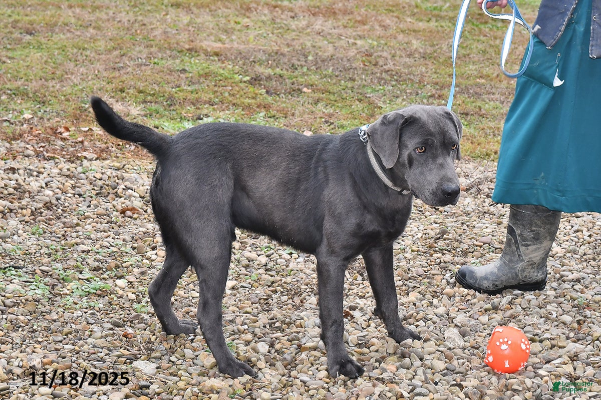 Labrador Retriever dogs Ken - Ad 18