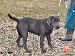 Labrador Retriever dogs Ken - Ad 31