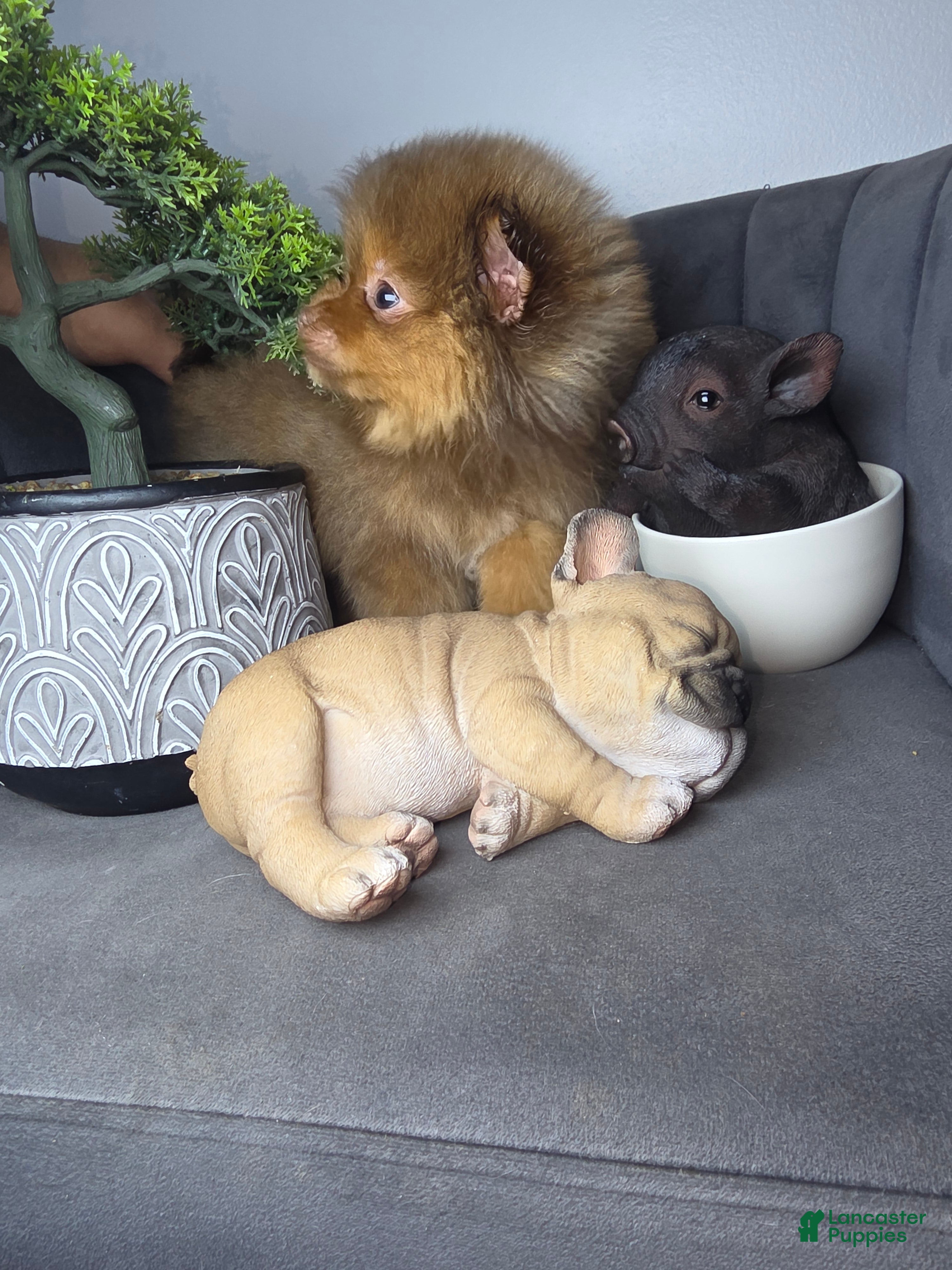 Pomeranian dogs Pomeranian Lauro - Ad 20