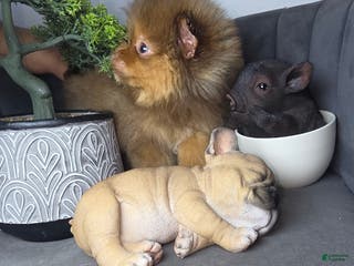 Pomeranian dogs Pomeranian Lauro - Ad 16