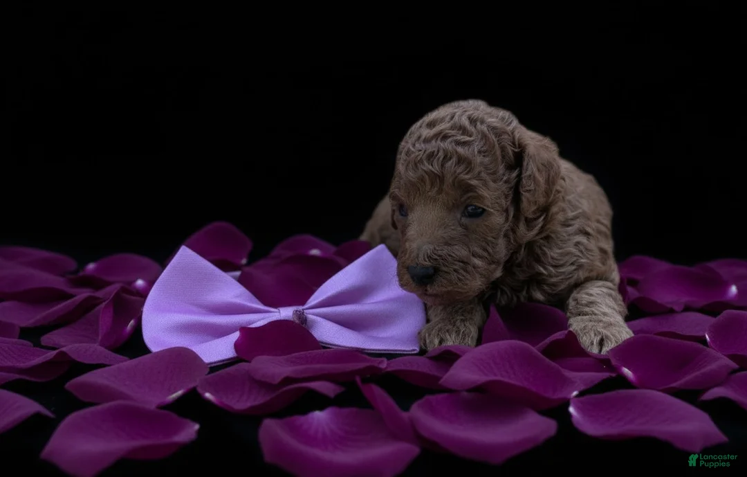 Toy Poodle dogs for sale: Cinnamon 💜 - Ad 17
