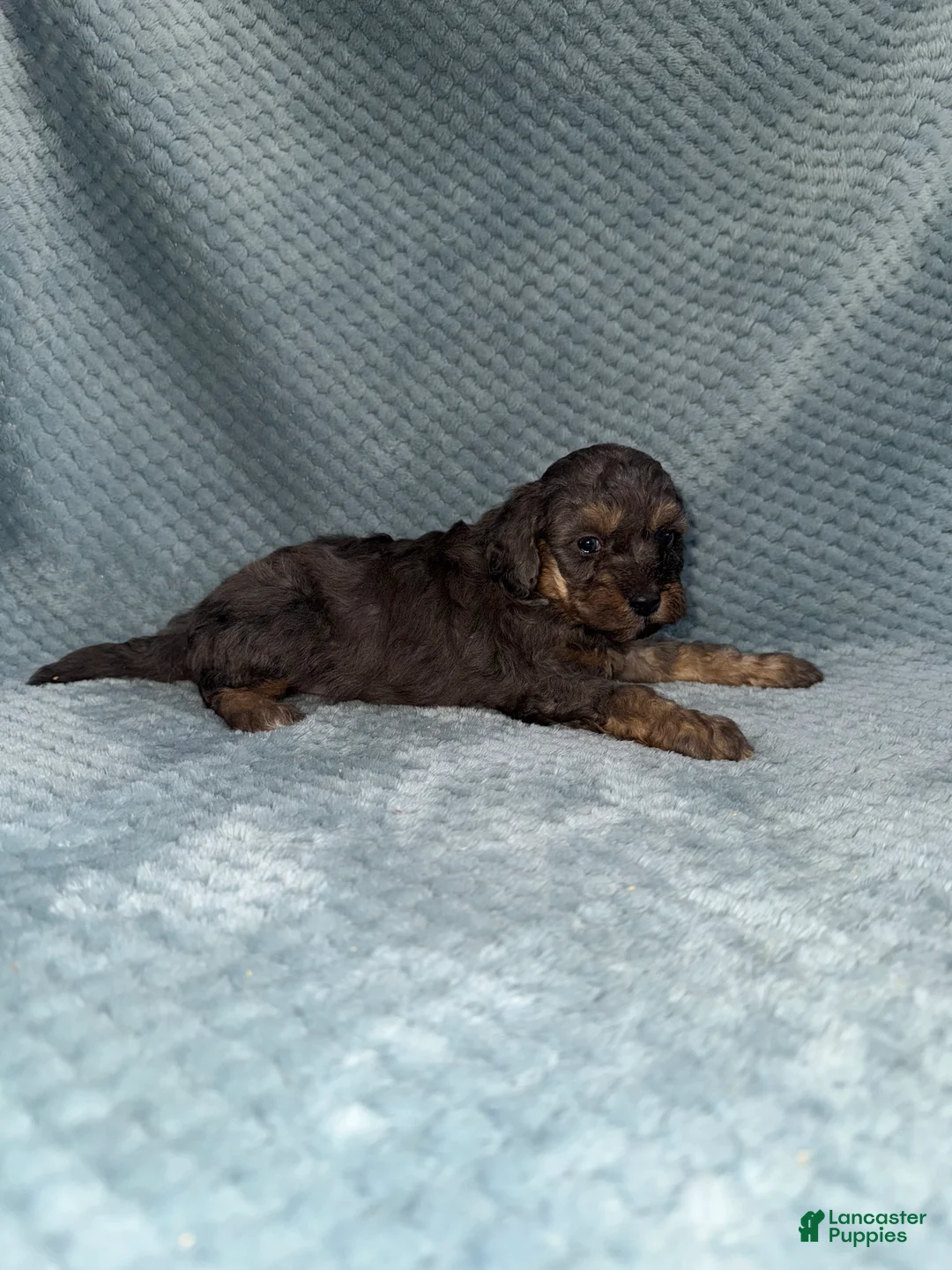 Cavapoo dogs for sale: Cavapoo Puppy 1 - Ad 7
