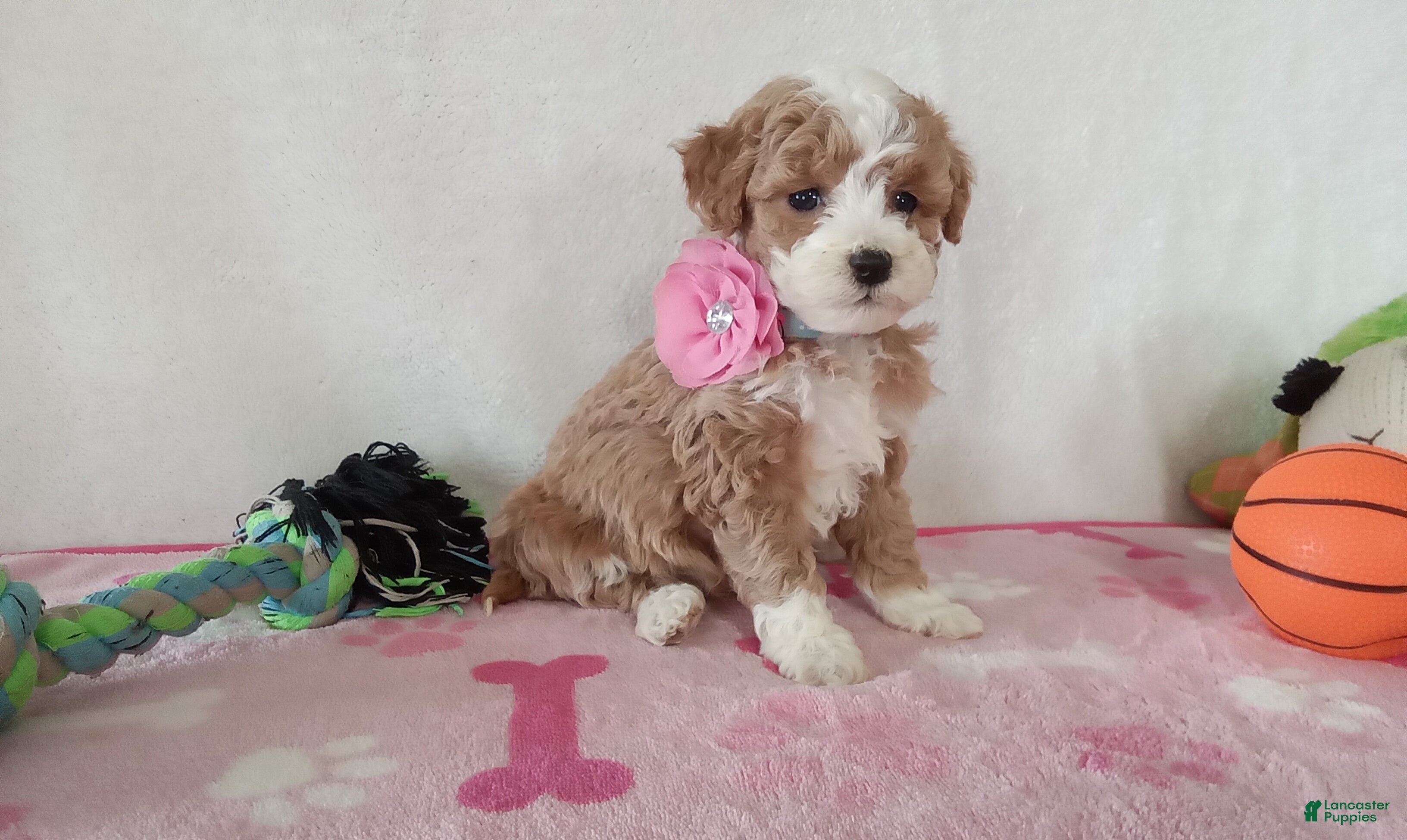 Cavapoo dogs Pinky  - Ad 1