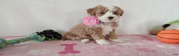 Cavapoo dogs for sale: Pinky  - Ad 1