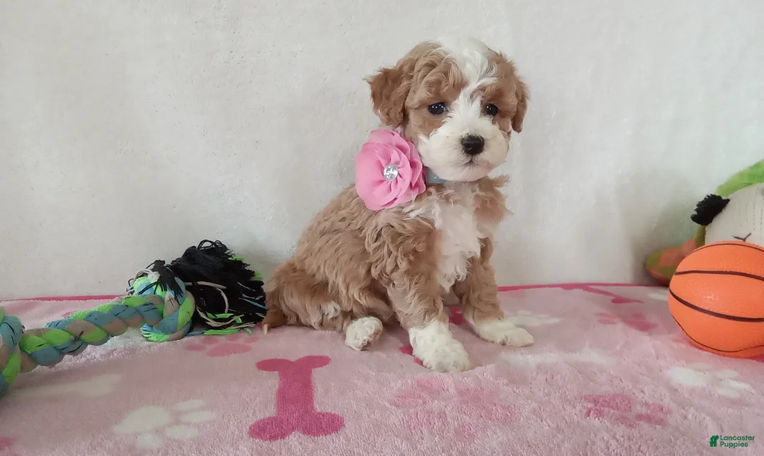Cavapoo dogs for sale: Pinky  - Ad 1