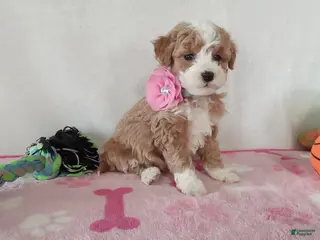Cavapoo dogs Pinky - Ad 38