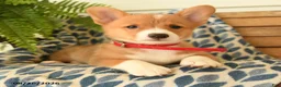Welsh Corgi Pembroke dogs for sale: Nia - Ad 3