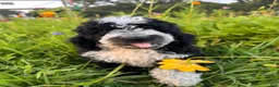 Bernedoodle dogs for sale: Birdie - Ad 1