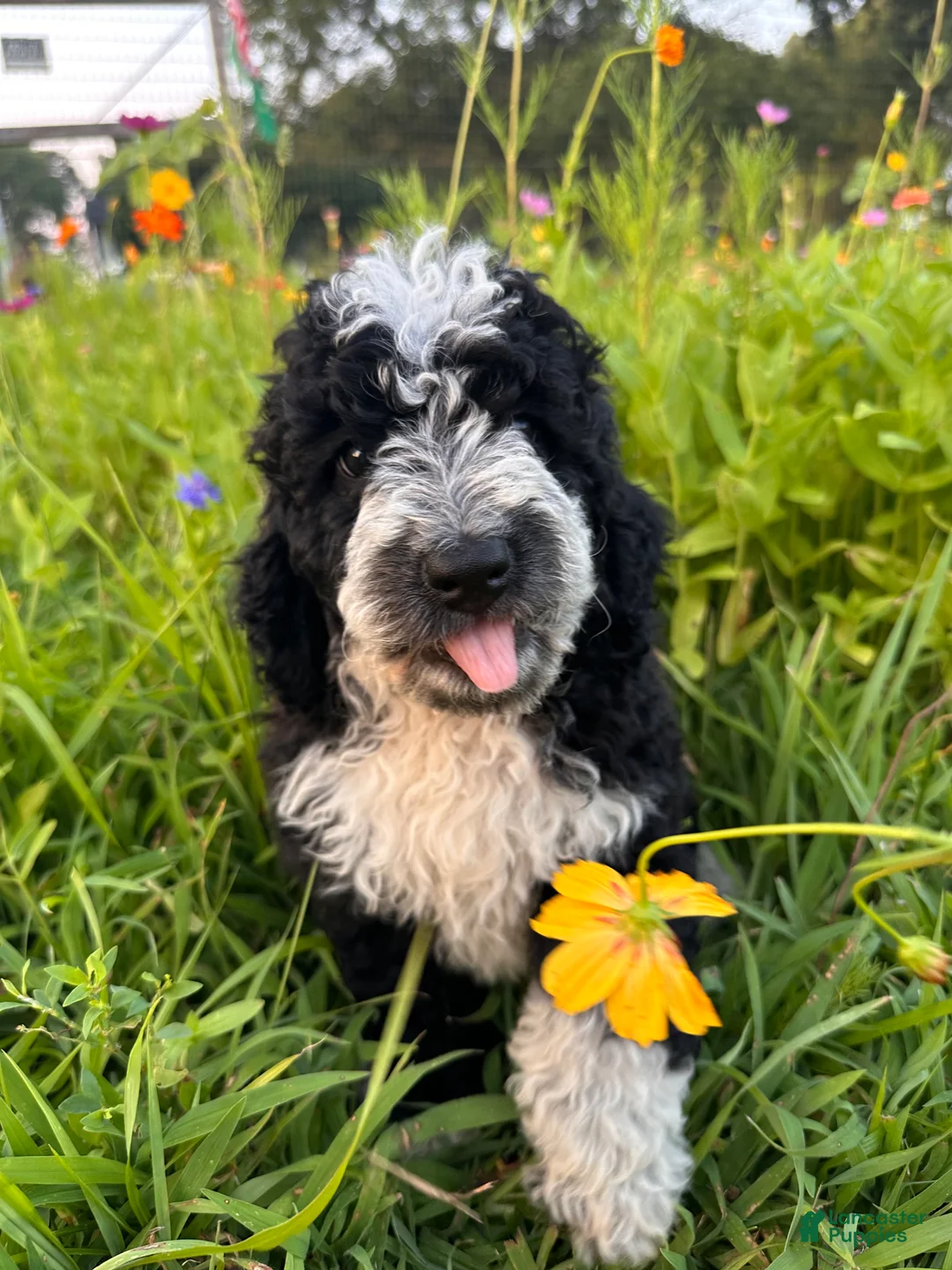 Bernedoodle dogs for sale: Birdie - Ad 1