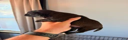 Mixed Breed dogs for sale: Chug 2 - Ad 3