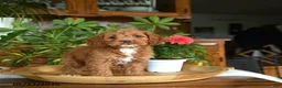 Cockapoo dogs for sale: Waylon - Ad 2