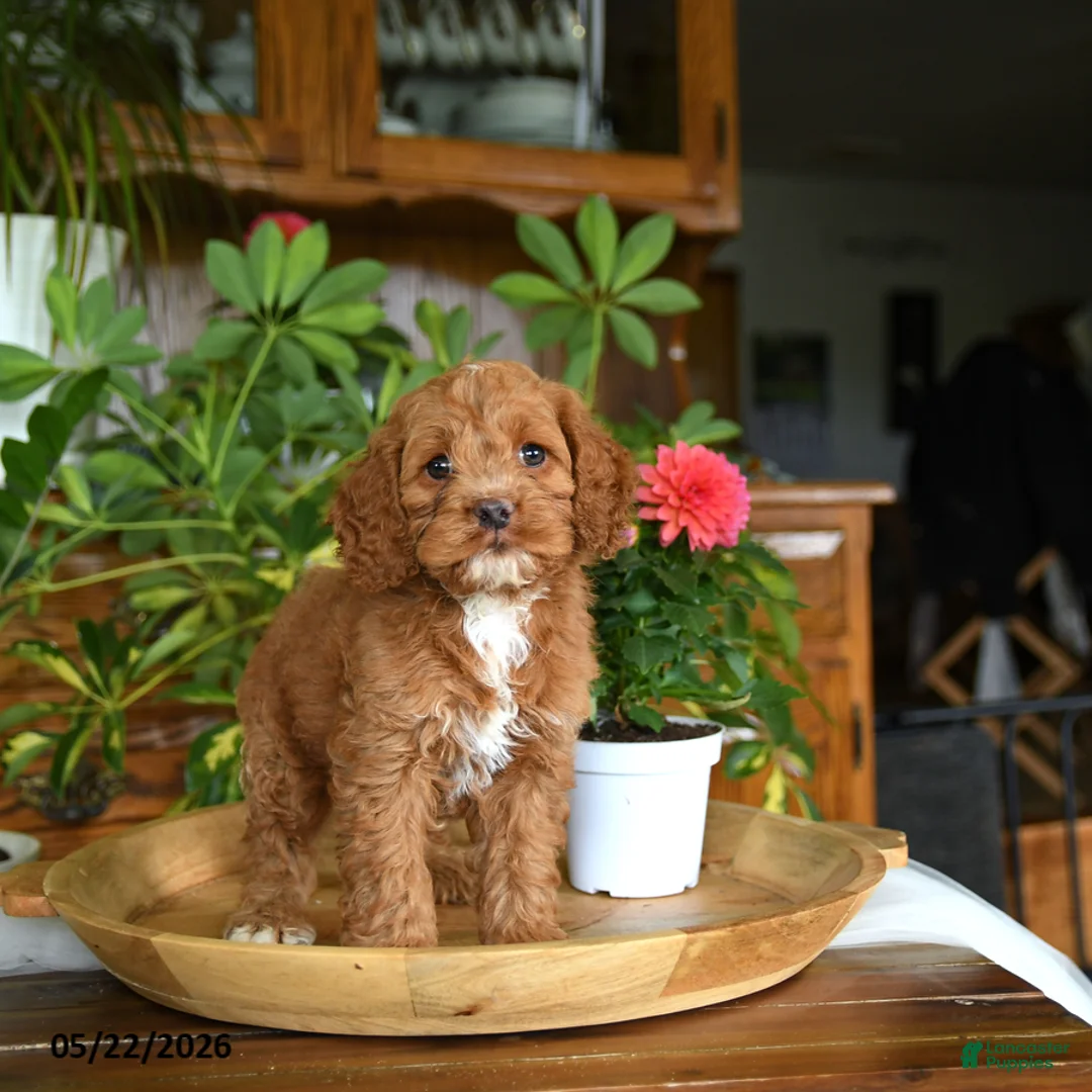 Cockapoo dogs for sale: Waylon - Ad 2