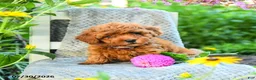 Maltipoo dogs for sale: Lilac - Ad 5