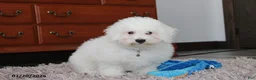 Bichon Frise dogs for sale: Rory - Ad 8