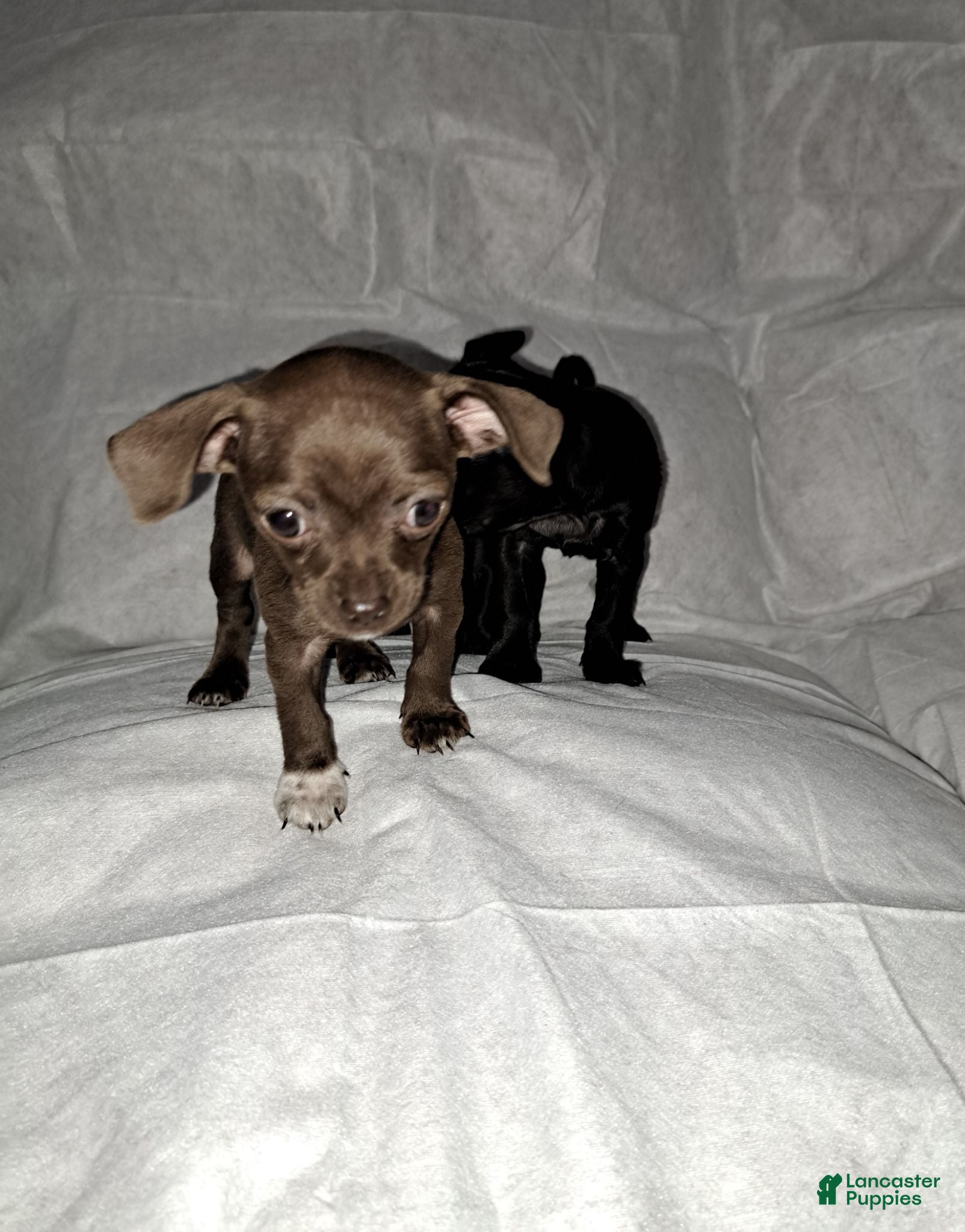 Chihuahua dogs Chocolate and white female  - Ad 1