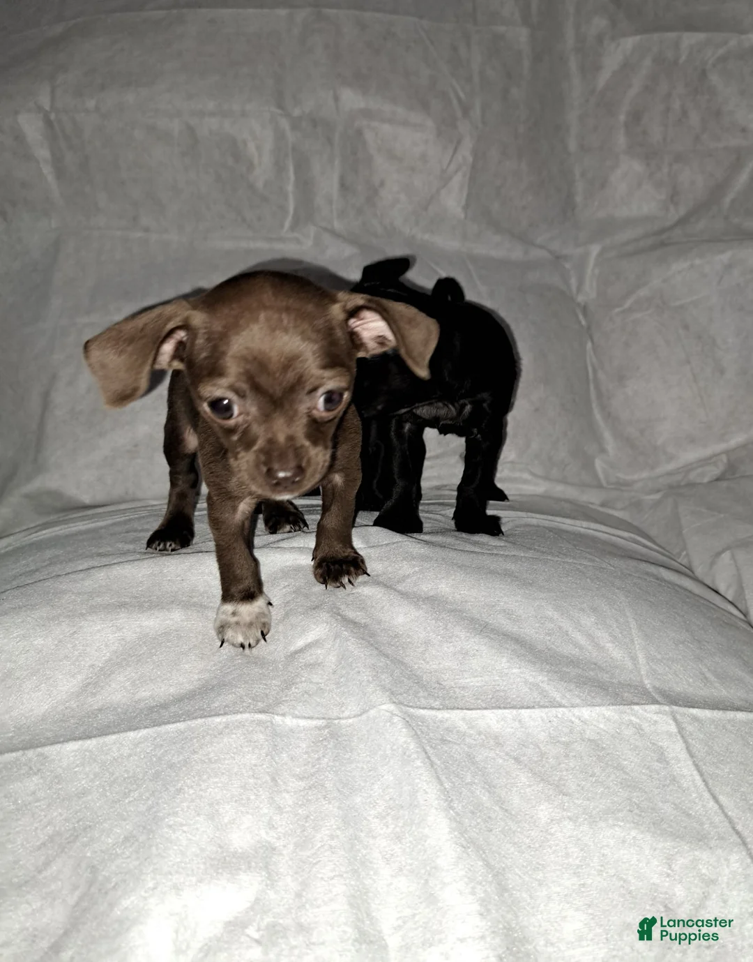 Chihuahua dogs for sale: Chocolate and white female  - Ad 1