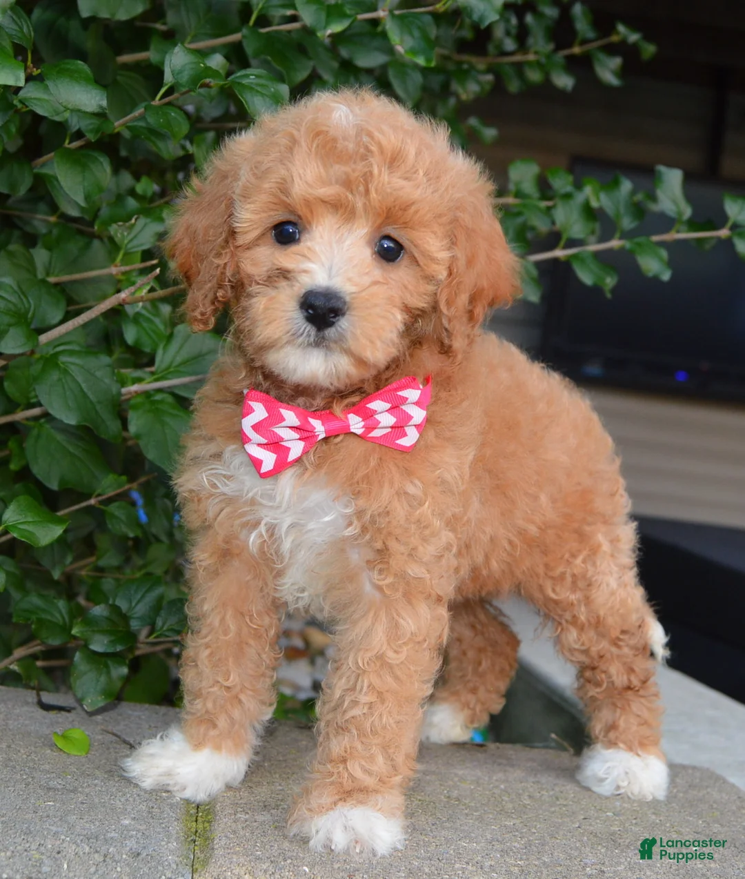 Cavapoo dogs for sale: Callie - Ad 1