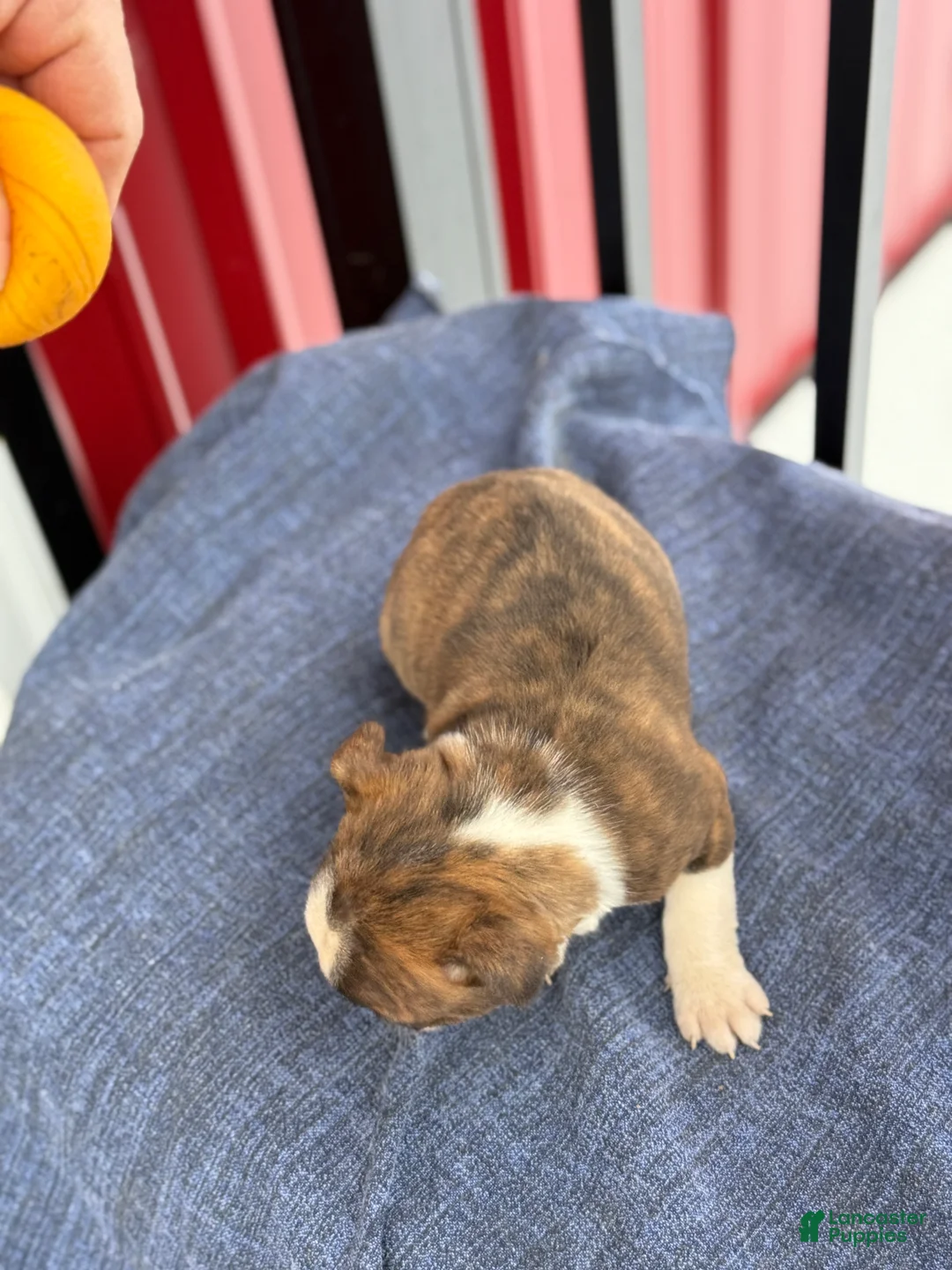 Boston Terrier dogs for sale: Bert - Ad 6