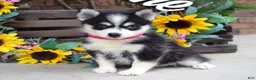 Pomsky dogs for sale: Penny - Ad 3