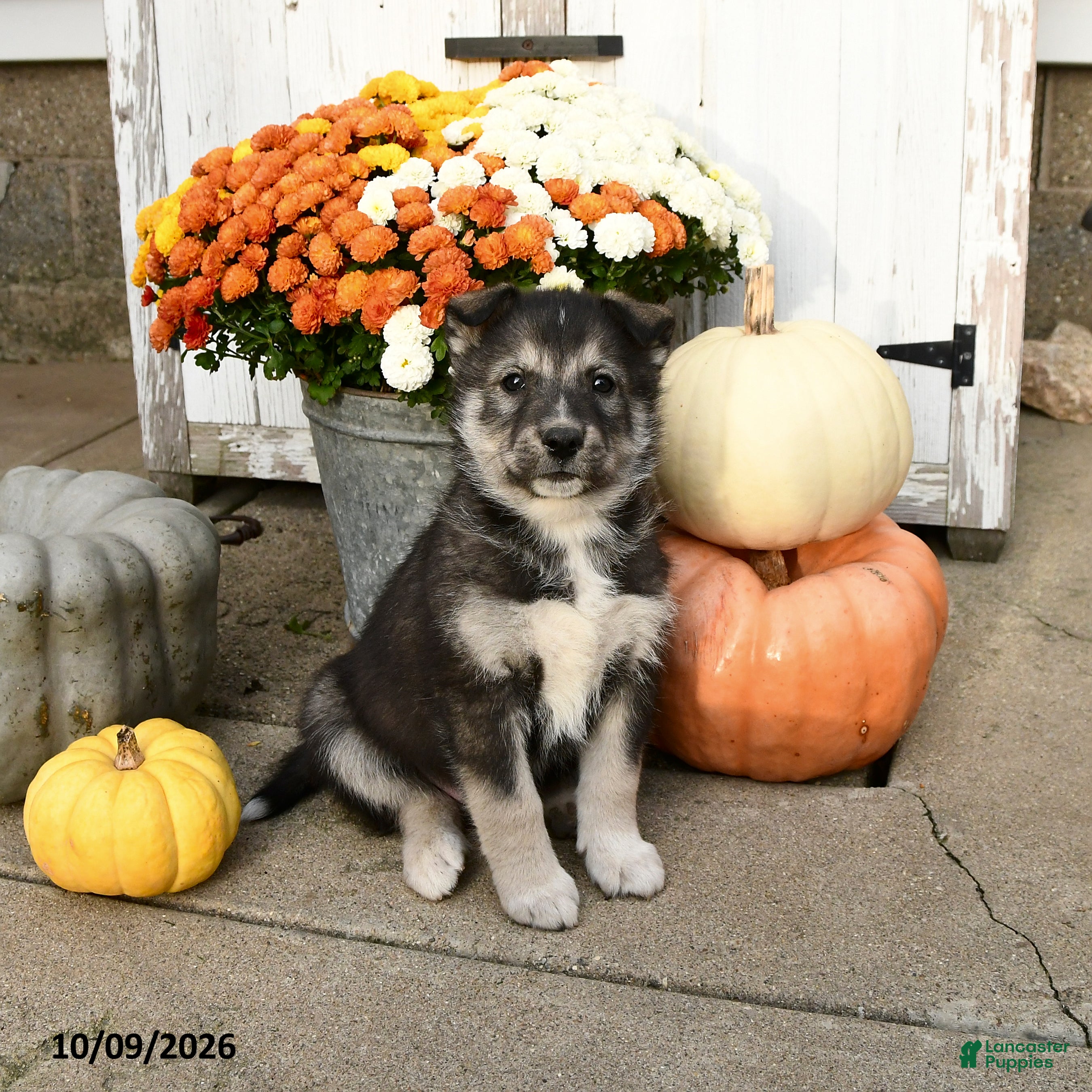 Mixed Breed dogs for sale: Oscar - Ad 1