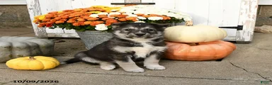Oscar