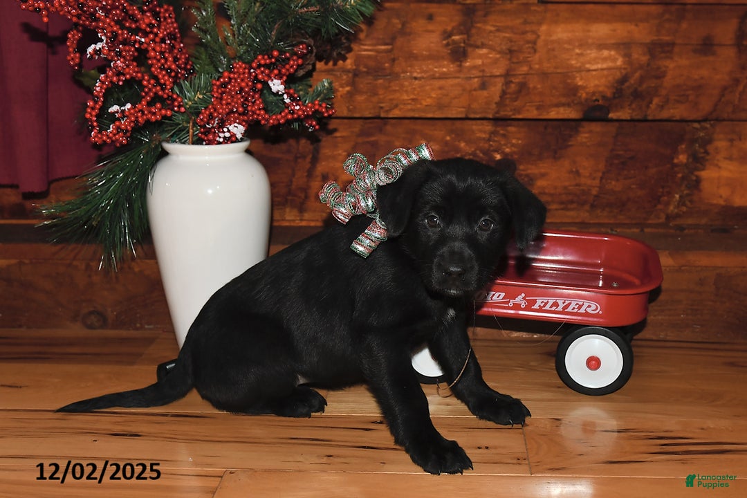 Mixed Breed dogs for sale: Noel - Ad 3