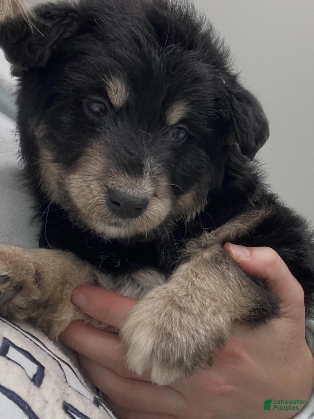 Mixed Breed dogs for sale: Maya Angelou - Ad 3