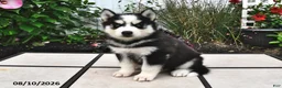 Siberian Husky dogs for sale: Echo - Ad 3
