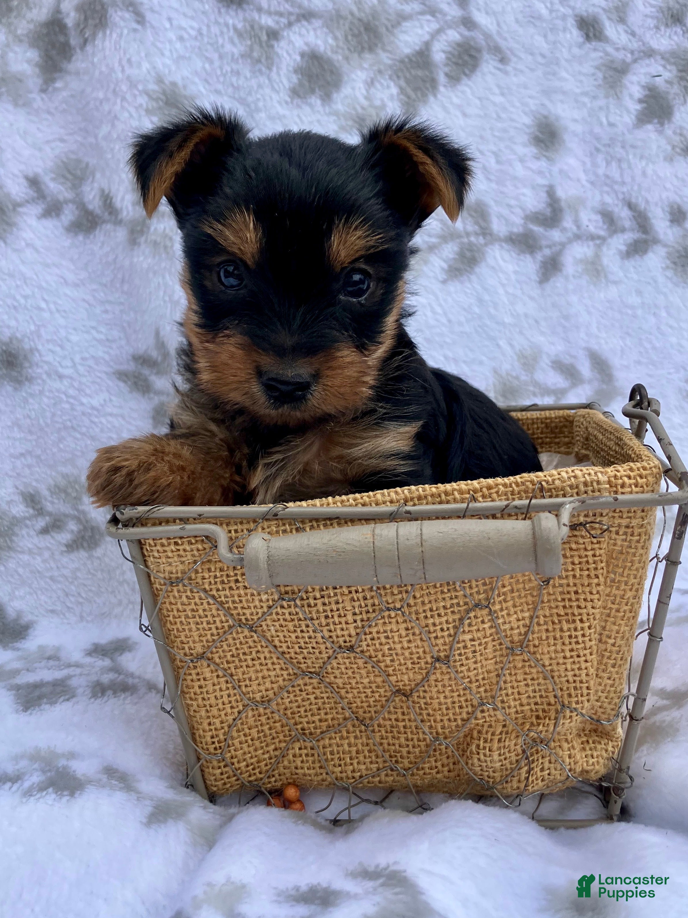 Yorkshire Terrier dogs Mia - Ad 2